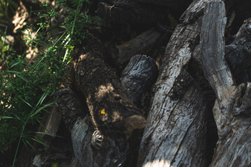 Texture detail of old and dry trunks of almond wood
