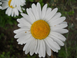 White flower with a yellow center.