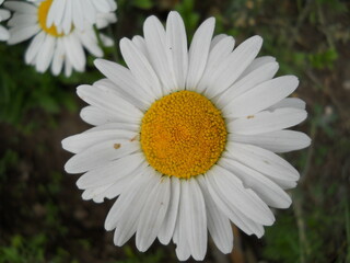 Obraz premium White flower with a yellow center.