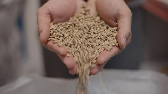 Malted Barley Pouring From Cupped Hands - close up shot