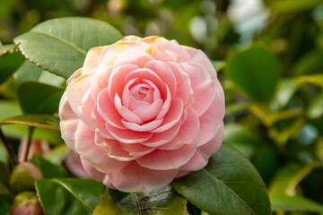 Beautiful light pink roses in bloom at Hamarikyu Gardens in Tokyo, Japan