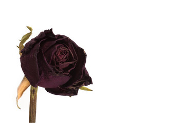 withered head old red rose white background