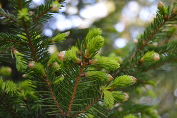 A young female cone of spruce
