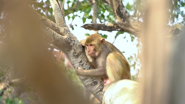 Sad monkey on the branch of a tree