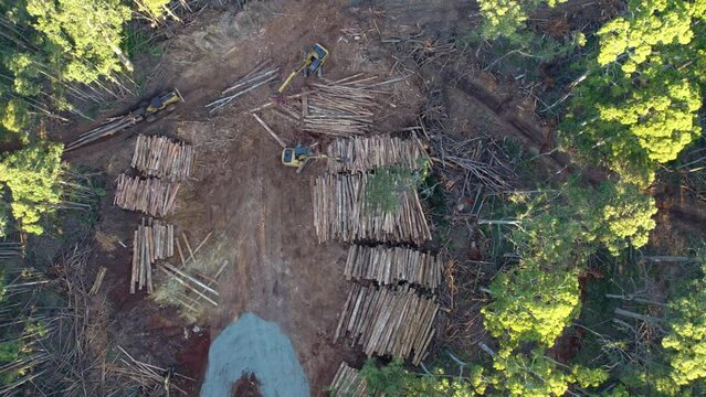 Slowly rising vertical drone footage of salvage tree logging activities in the Wombat State Forest near Lyonville, Victoria, Australia.
