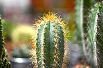 Amazing cactus varieties. Trendy cactus plants