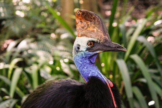 Close up shot of a Cassowary bird