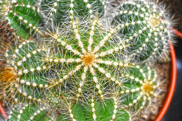 Amazing cactus varieties. Trendy cactus plants