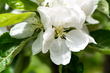 Blüten vom Apfelbaum