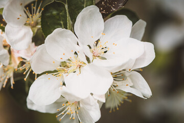 Bl&uuml;ten vom Apfelbaum