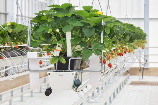Hydroponic industrial growth of strawberry plants in a Dutch greenhouse