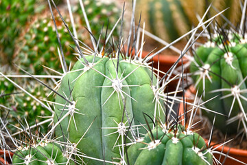 Amazing cactus varieties. Trendy cactus plants