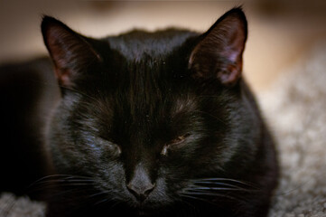 Bombay cat - Little Black Panther!