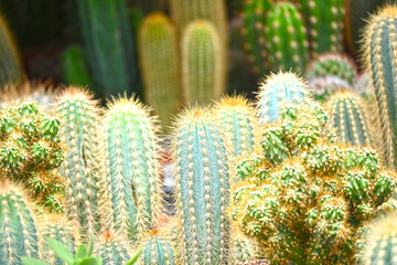 Amazing cactus varieties. Trendy cactus plants