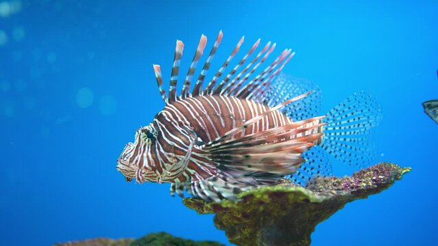 Lionfish (Pterois volitans) - a type of bone fish Osteichthyes. Scorpaenidae. Lionfish warrior.