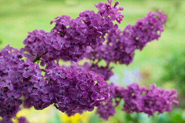 Branch of purple lilac against the background of green grass and leaves. Lilac in the park