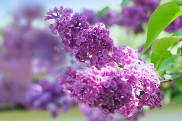 Fragrant purple lilac in the garden on a background of blossom lilac. Lilac in the park