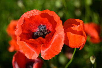 Red poppy flower field and detail in Italy.
