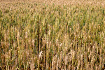 Photo of golden barley field