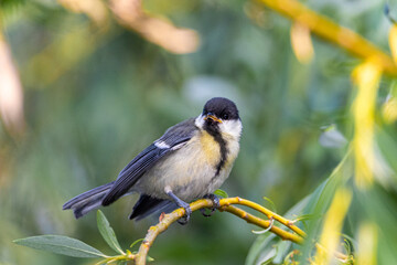 Fototapeta premium Great Tit perched on a tree branch