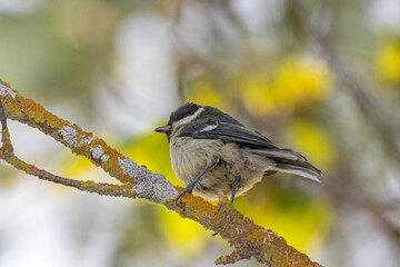 Great Tit perched on a tree branch