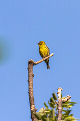 European Serin perched on top of a tree