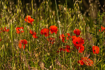 poppies in the morning light