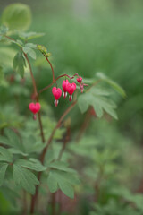 Photo of flowers in the form of a heart.