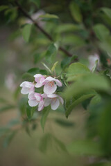 Photo of blooming apple blossoms in the garden.