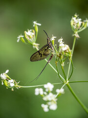 Mayfly ie Ephemera sp on wild carrot plant. UK.