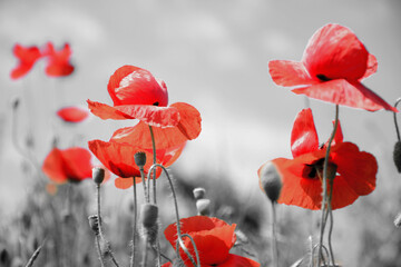 poppy flowers in the field