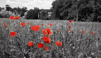 Foto auf Acrylglas poppy field in summer © predrag