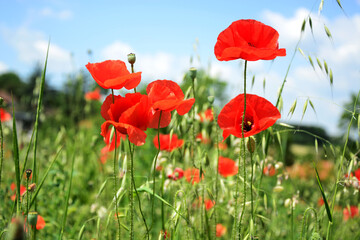 Fototapeta premium poppy flowers in field