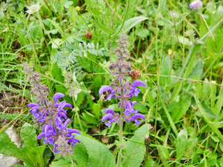 isenhut - lila Almenblume
