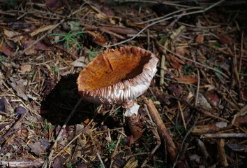 Mature Fly agaric or fly Amanita mushroom, Amanita muscaria closeup. Orange color fly agaric. Poisonous agaric mushroom in European forest. Danger, Toxic, deadly toadstool in forest.