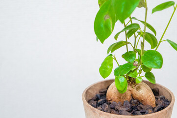 観葉植物のガジュマル