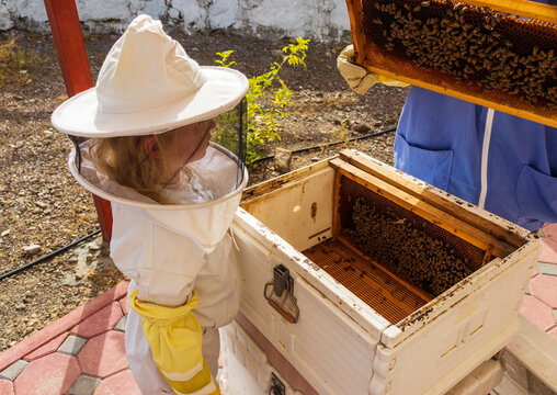Little girl inspecting beehive frame with honeycomb and bees. Farm