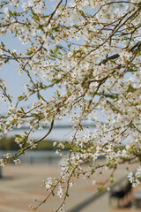 white cherry blossoms