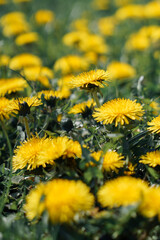 blossoming dandellions