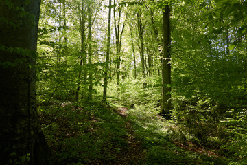 Panoramic view of the green beech forest. Sunlight through the young and mighty tree trunks....