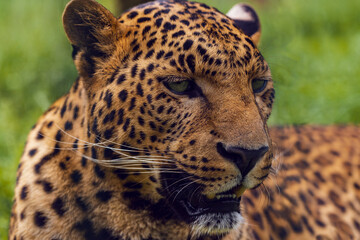 Beautiful leopard close-up portrait, Panthera pardus, over green background