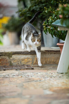 Domestic cat in front of a house