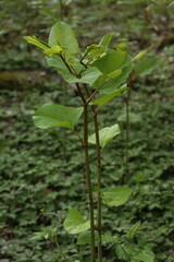 Reynoutria japonica, invasive weed, tall shrub fast growing herb, pterosaur