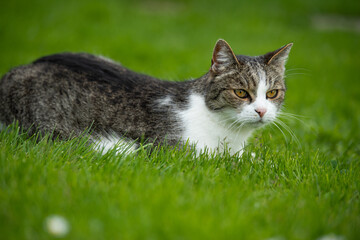 Naklejka na ściany i meble Domestic cat in a meadow