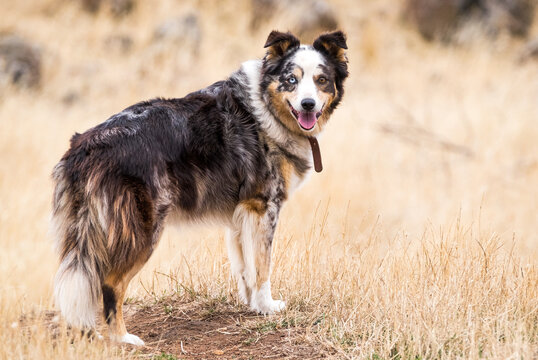 Koolie working dog standing on farm land with dry grass