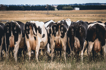 Cows lined up eating silage on a summers day
