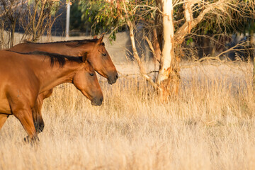 Two horses walking together in the afternoon light