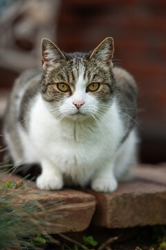 Domestic cat sitting on a wall
