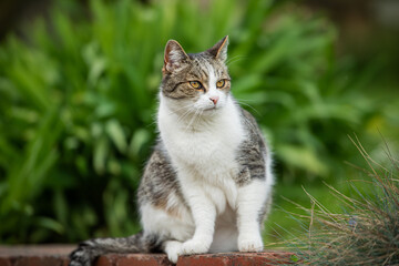 Domestic cat sitting on a wall and looks into the distance