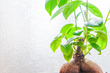 観葉植物のガジュマル